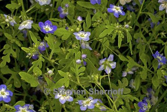 nemophila pulchella 2 graphic